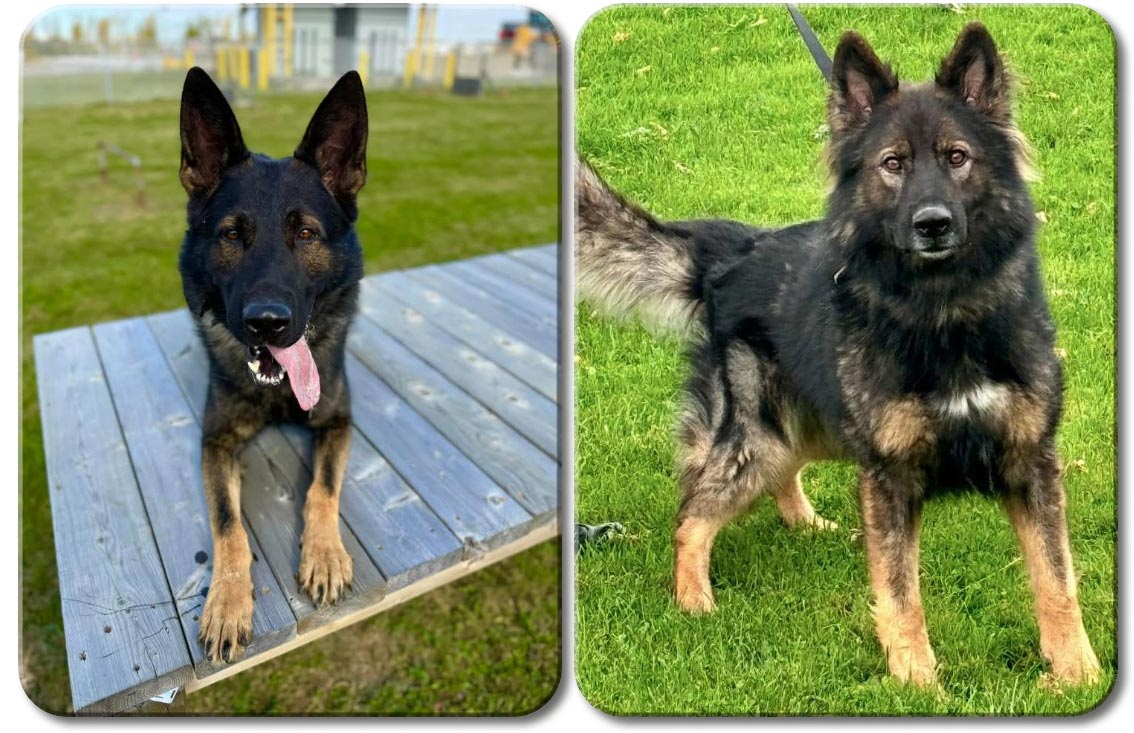 K9 SPVM Vesper Thor